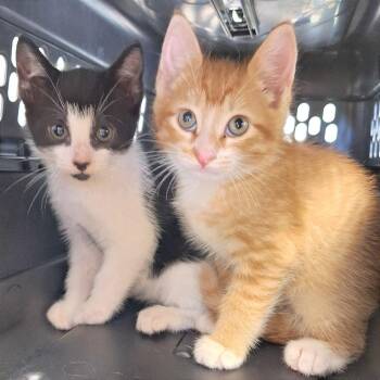 Rome -  Domestic Short Hair Cat for Adoption in Cumming, Georgia - Rome | PetCurious