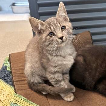 Deanna -  Domestic Short Hair Cat for Adoption in Hailey, Idaho - Deanna | PetCurious