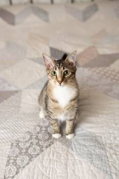 Rescue Domestic Short Hair Cats for Adoption in Murfreesboro, Tennessee - Gretel | PetCurious