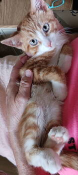 Rescue Domestic Short Hair Cats for Adoption in Ashville, Ohio - Nacho | PetCurious