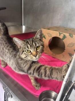 Domestic Short Hair Cats Available for Adoption in West Chester, Pennsylvania - Prom Queen | PetCurious