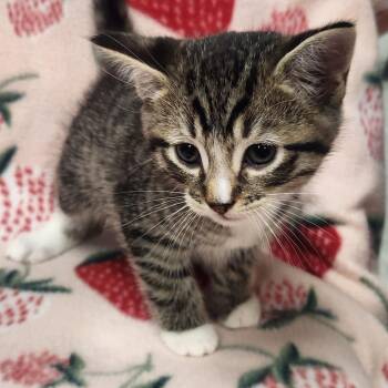 Twix -  Domestic Short Hair Cat for Adoption in Brighton, Missouri - Twix | PetCurious