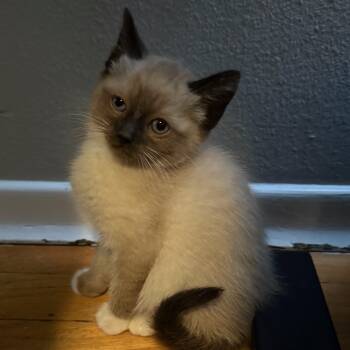 Siamese Cats Available for Adoption in Beaverton, Oregon - Rosalie | PetCurious