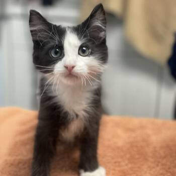 Domestic Medium Hair Cats Available for Adoption in Riverside, California - Sunsweet | PetCurious