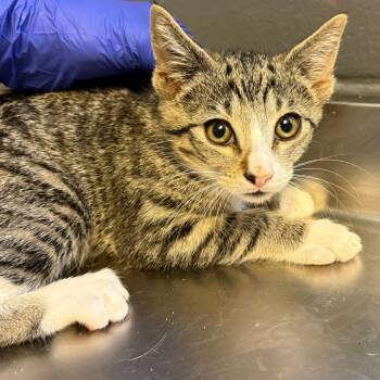Domestic Short Hair Cats Available for Adoption in Tuscaloosa, Alabama - Dale | PetCurious