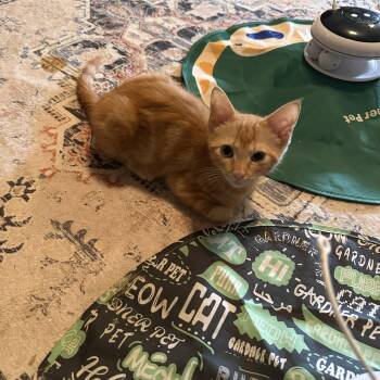 Anikin -  Domestic Short Hair Cat for Adoption in Murfreesboro, Tennessee - Anikin | PetCurious
