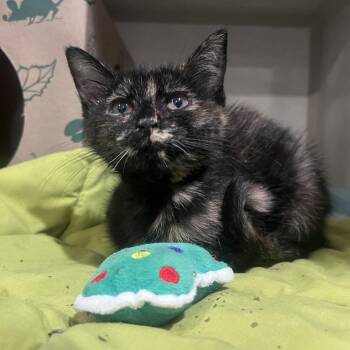 Molly the Mollusk -  Domestic Short Hair Cat for Adoption in Durham, North Carolina - Molly The Mollusk | PetCurious