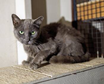 Mamas -  Domestic Short Hair Cat for Adoption in Marana, Arizona - Mamas | PetCurious