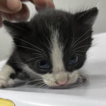 Bean -  Domestic Short Hair Cat for Adoption in Tampa, Florida - Bean | PetCurious