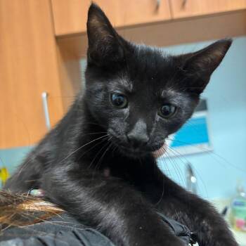 Domestic Short Hair Cats Available for Adoption - Hither (Bonded With Thither) | PetCurious