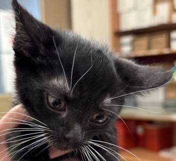 Rescue Domestic Short Hair Cats for Adoption in Pocatello, Idaho - Ross 45522 | PetCurious