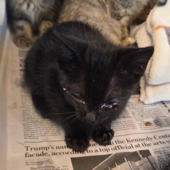 Roxas -  Domestic Short Hair Cat for Adoption in Chattanooga, Tennessee - Roxas | PetCurious