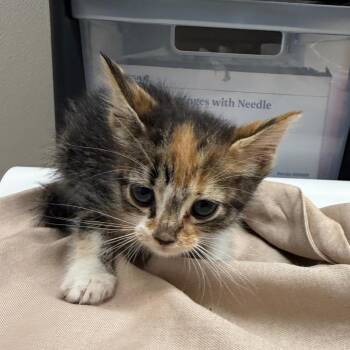 Hissy -  Domestic Short Hair Cat for Adoption in Morganton, North Carolina - Hissy | PetCurious