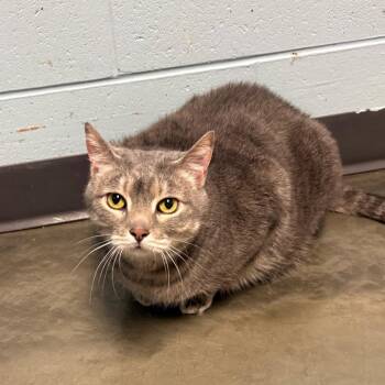 Domestic Short Hair Cats Available for Adoption in Dekalb, Illinois - Bert | PetCurious