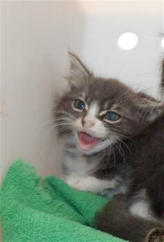 Domestic Medium Hair Cats Available for Adoption in San Jose, California - A1406804 | PetCurious