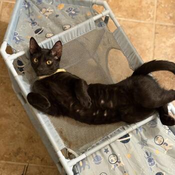 Starlight -  Domestic Short Hair and Bombay Cat for Adoption in Liverpool, Texas - Starlight | PetCurious