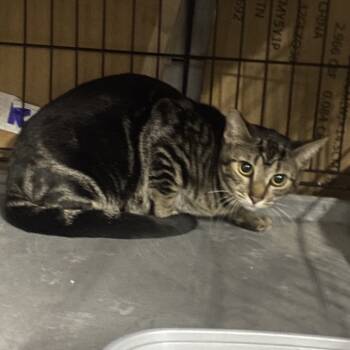 Rescue Domestic Short Hair Cats for Adoption in Long Beach, California - Rhette | PetCurious