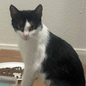 Pinata -  Domestic Short Hair Cat for Adoption in Houston, Texas - Pinata | PetCurious