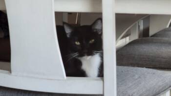 Rescue Domestic Short Hair Cats for Adoption in Fort Worth, Texas - Giselle | PetCurious