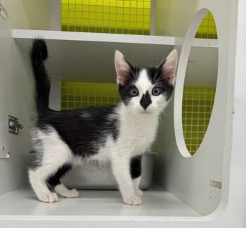 Koushik -  Domestic Short Hair Cat for Adoption in Fort Lupton, Colorado - Koushik | PetCurious