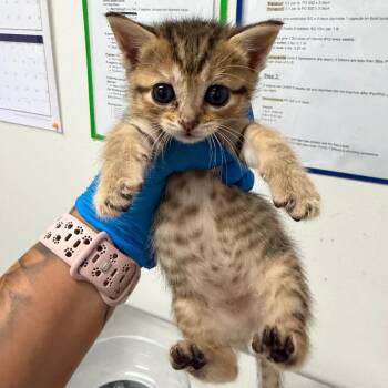 Xiomara X1 -  Domestic Short Hair Cat Available for Adoption in Edinburg, Texas - Xiomara X1 | PetCurious