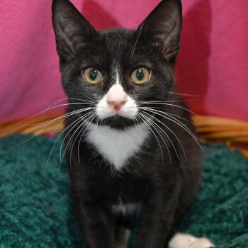 Cliff -  Domestic Short Hair Cat for Adoption in Beaumont, Texas - Cliff | PetCurious