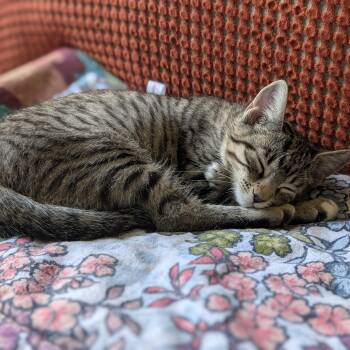 Luna -  Domestic Short Hair Cat for Adoption in Renton, Washington - Luna | PetCurious