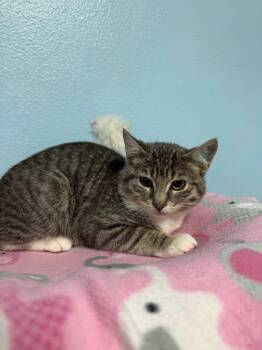 Jake -  Domestic Short Hair Cat for Adoption in Brookings, Oregon - Jake | PetCurious