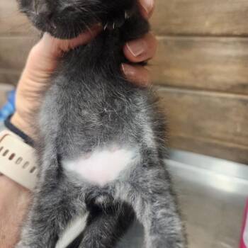 Velcro -  Domestic Medium Hair Cat for Adoption in Evensville, Tennessee - Velcro | PetCurious