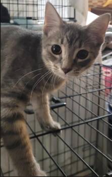 Rescue Domestic Short Hair Cats for Adoption in Alpine, Texas - Matisse | PetCurious