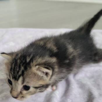 Terra -  Domestic Short Hair Cat for Adoption in Redmond, Washington - Terra | PetCurious