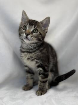 Bowtie -  Domestic Short Hair and Tabby Cat for Adoption in Greensboro, North Carolina - Bowtie | PetCurious