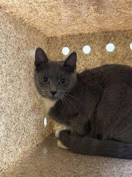 Gloria -  Domestic Short Hair Cat for Adoption in Raleigh, North Carolina - Gloria | PetCurious