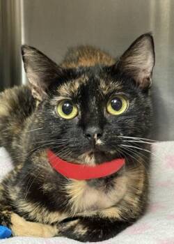 Gillette 64713 -  Domestic Short Hair Cat for Adoption in Aiken, South Carolina - Gillette 64713 | PetCurious