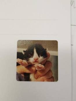 Tabasco -  Domestic Short Hair Cat Available for Adoption in Republic, Missouri - Tabasco | PetCurious
