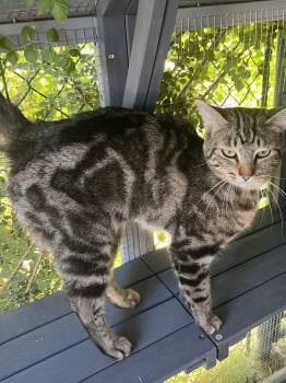 Domestic Short Hair Cats Available for Adoption in Phoenix, Arizona - Lilly | PetCurious