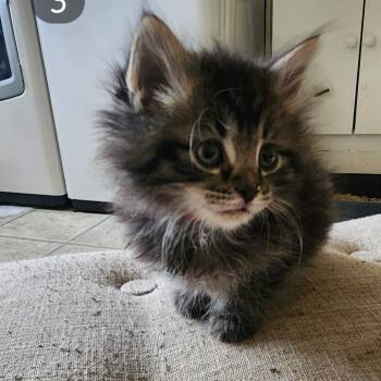 Rufus -  Domestic Short Hair Cat for Adoption in Woodstock, Virginia - Rufus | PetCurious