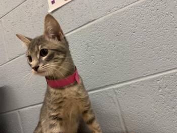 RIVER -  Domestic Short Hair Cat for Adoption in Grand Prairie, Texas - RIVER | PetCurious
