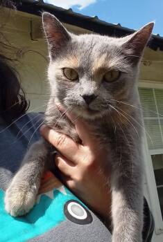 Domestic Short Hair Cats Available for Adoption in Salamanca, New York - Anna | PetCurious