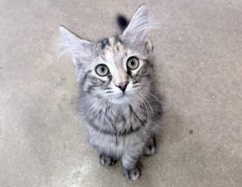 Dash -  Domestic Short Hair Cat Available for Adoption in Columbus, Indiana - Dash | PetCurious