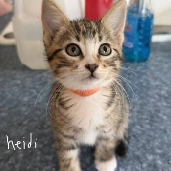 Heidi -  Domestic Short Hair Cat for Adoption in Rochester, Minnesota - Heidi | PetCurious