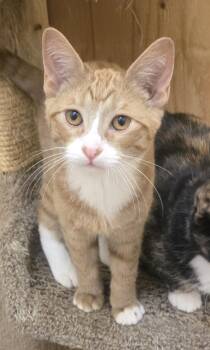 Rescue Domestic Short Hair Cats for Adoption in Nogales, Arizona - Lighting | PetCurious