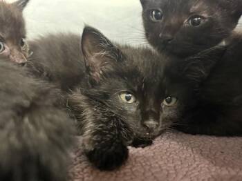 YELLOW -  Domestic Short Hair Cat for Adoption in Grand Prairie, Texas - YELLOW | PetCurious