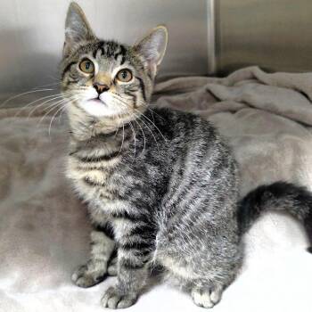 Jasper (burgundy collar) -  Domestic Short Hair Cat for Adoption in Michigan City, Indiana - Jasper (burgundy Collar) | PetCurious