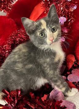 Domestic Short Hair Cats Available for Adoption - 12/30/25 - Robin | PetCurious