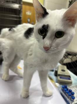 ELIJAH -  Domestic Short Hair Cat for Adoption - ELIJAH | PetCurious