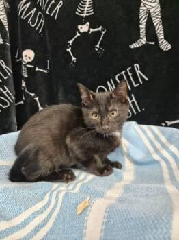 Snap -  Domestic Short Hair Cat for Adoption in Moundsville, West Virginia - Snap | PetCurious