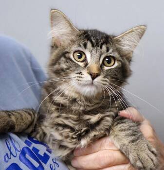 Pudding (AO37122) -  Domestic Medium Hair Cat for Adoption in Kansas City, Kansas - Pudding (AO37122) | PetCurious