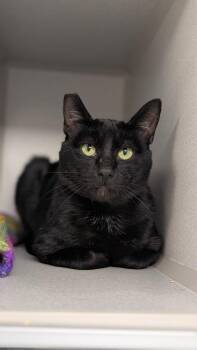 Cthulhu Clarkston -  Domestic Short Hair Cat for Adoption in Seattle, Washington - Cthulhu Clarkston | PetCurious