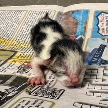 Domestic Medium Hair Cats Available for Adoption in Yuma, Arizona - SpongeBob | PetCurious